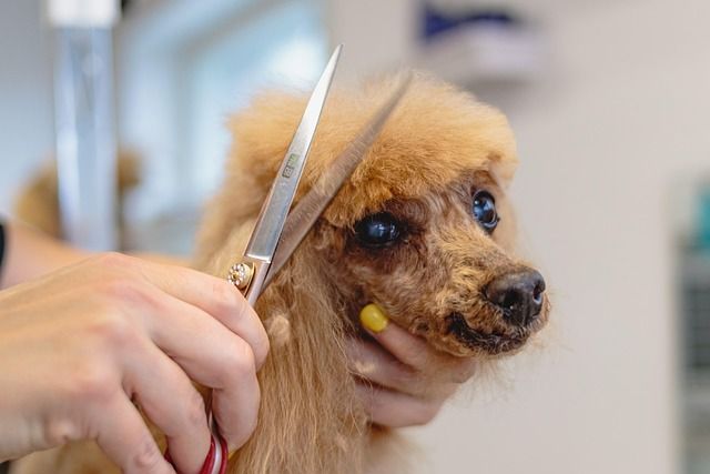 Pet spa gallery image highlighting calm grooming textures and polished styling