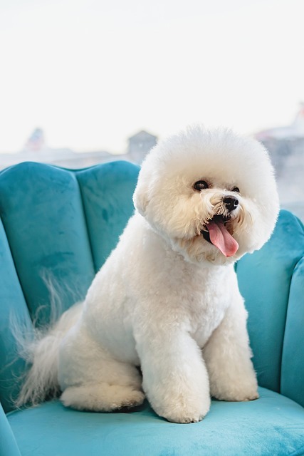 Pet spa stylist preparing soothing grooming treatments