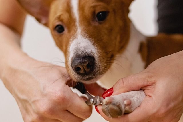 Nail trimming specialist supporting gentle paw care routines